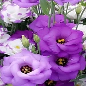 Meet your Posher, Janice